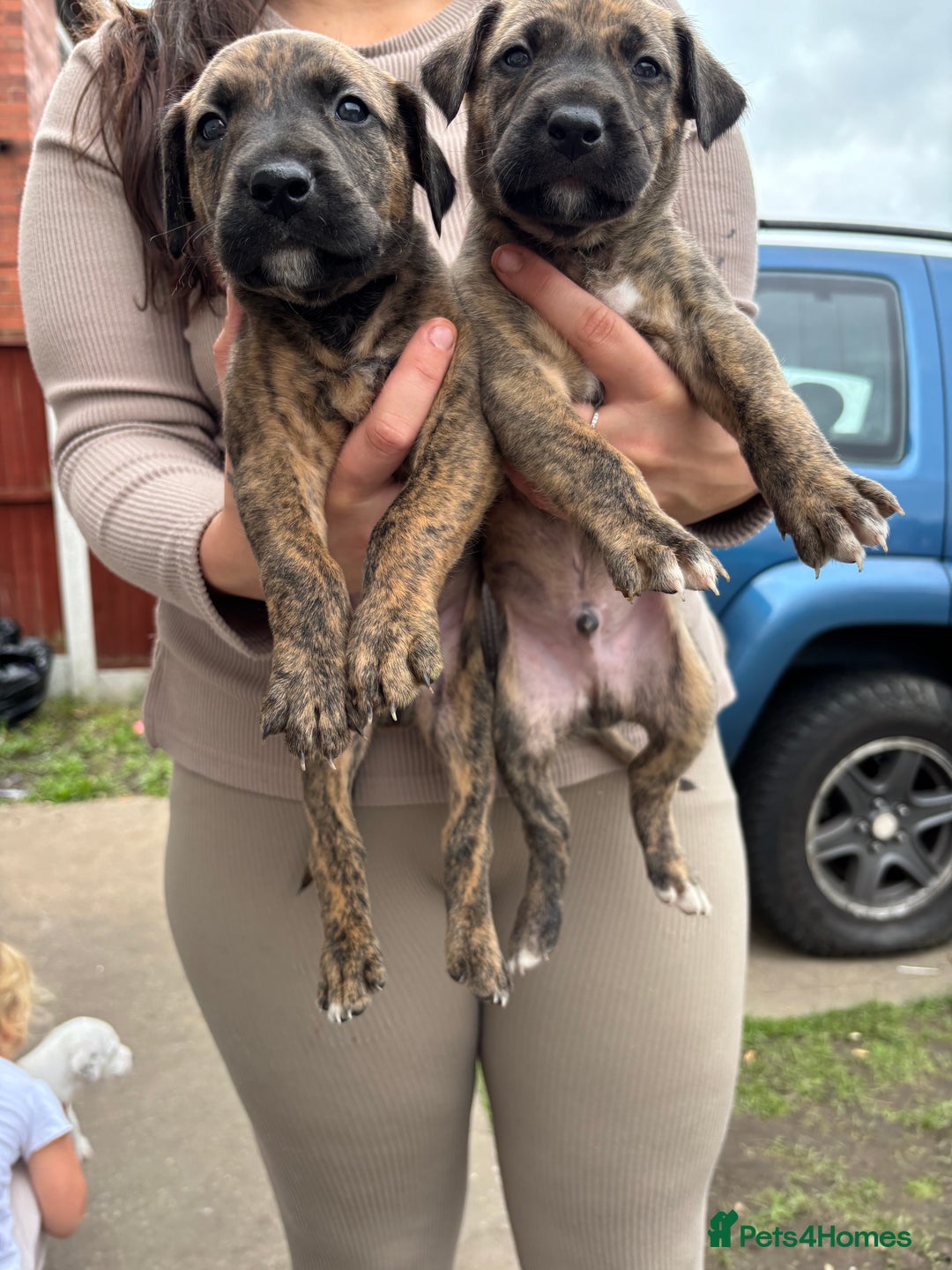 Lurcher dogs for sale: Bull X pups!  - Image 5