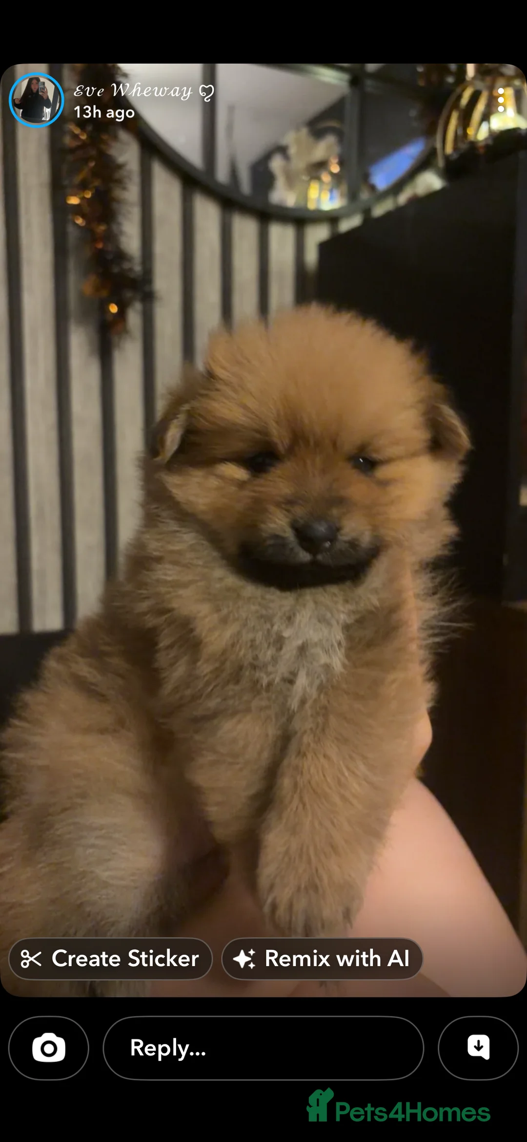 Pomchi dogs for sale: Teddy bear Pomeranian puppies - Advert 2