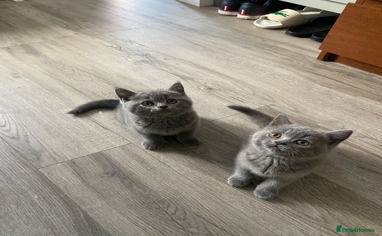 British Shorthair cats - Advert 4