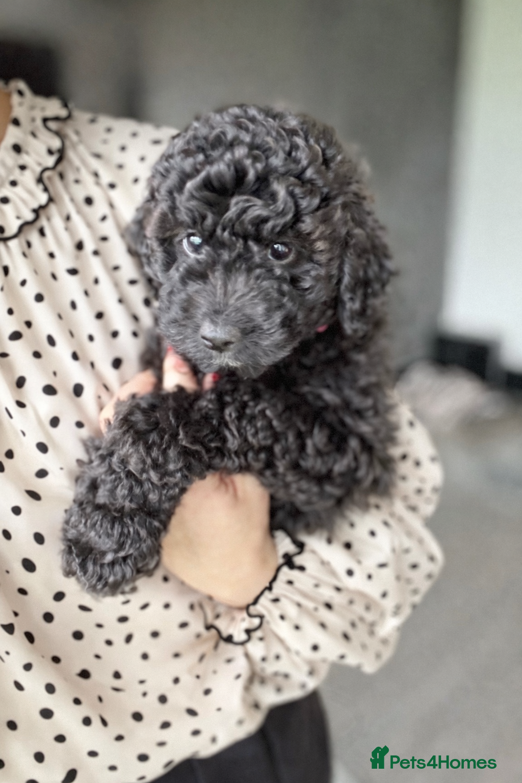 Aussiedoodle dogs Mini Aussie - LAST GIRL READY NOW ⭐️⭐️⭐️ - Advert 3