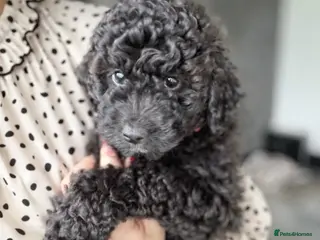 Aussiedoodle dogs Mini Aussie - LAST GIRL READY NOW ⭐️⭐️⭐️ - Advert 3