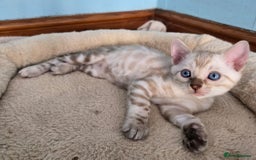 Bengal cats for sale: Snow Bengal Boy Ready For New Home - Image 1