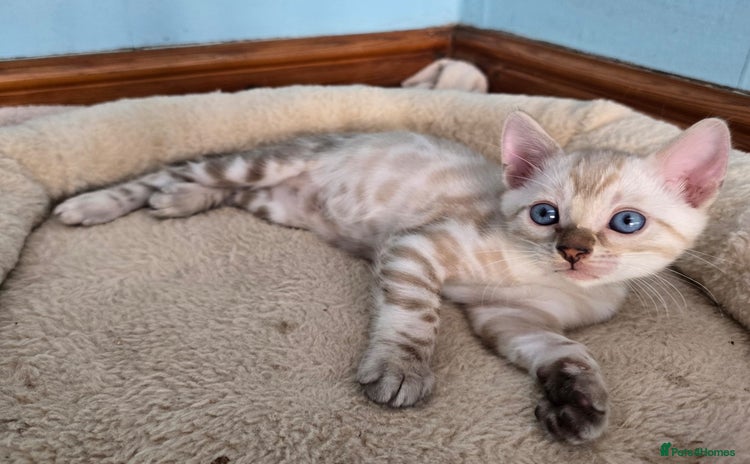 Bengal cats - Advert 12