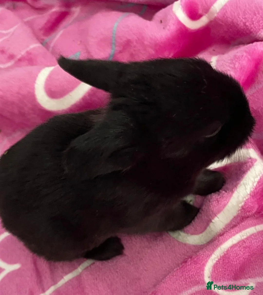 Mini Lop rabbits for sale: Mini lop bunnies ready now ❤️🐰 - Advert 21