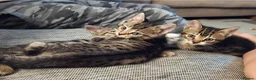 Bengal cats for sale: beautiful bengal X kittens **ready to go** - Advert 7