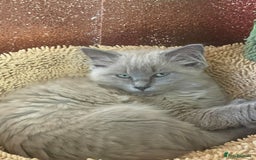Ragdoll cats for sale: Rare mink female kitten  - Advert 5