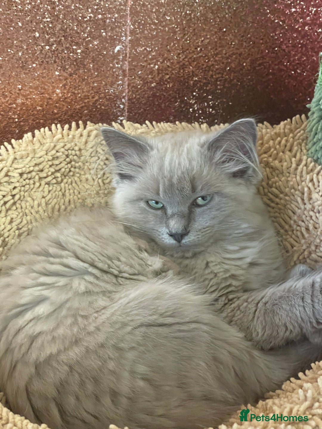 Ragdoll cats for sale: Rare mink female kitten  - Advert 5