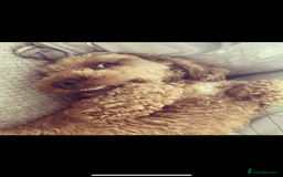 Cavapoo dogs for sale: RUBY ROSE - Cavapoo f1 ruby red - Image 3