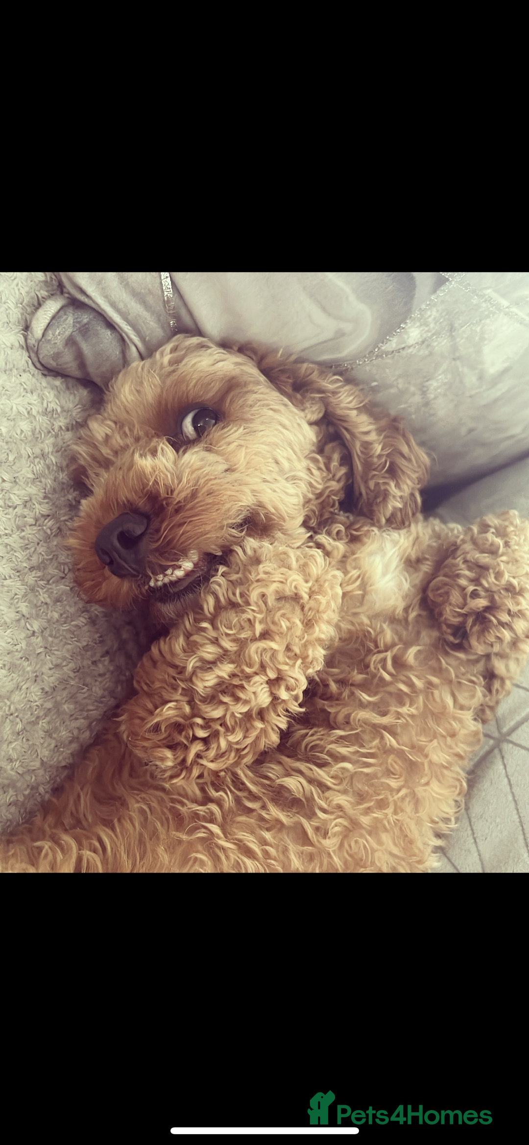 Cavapoo dogs for sale: RUBY ROSE - Cavapoo f1 ruby red - Image 3