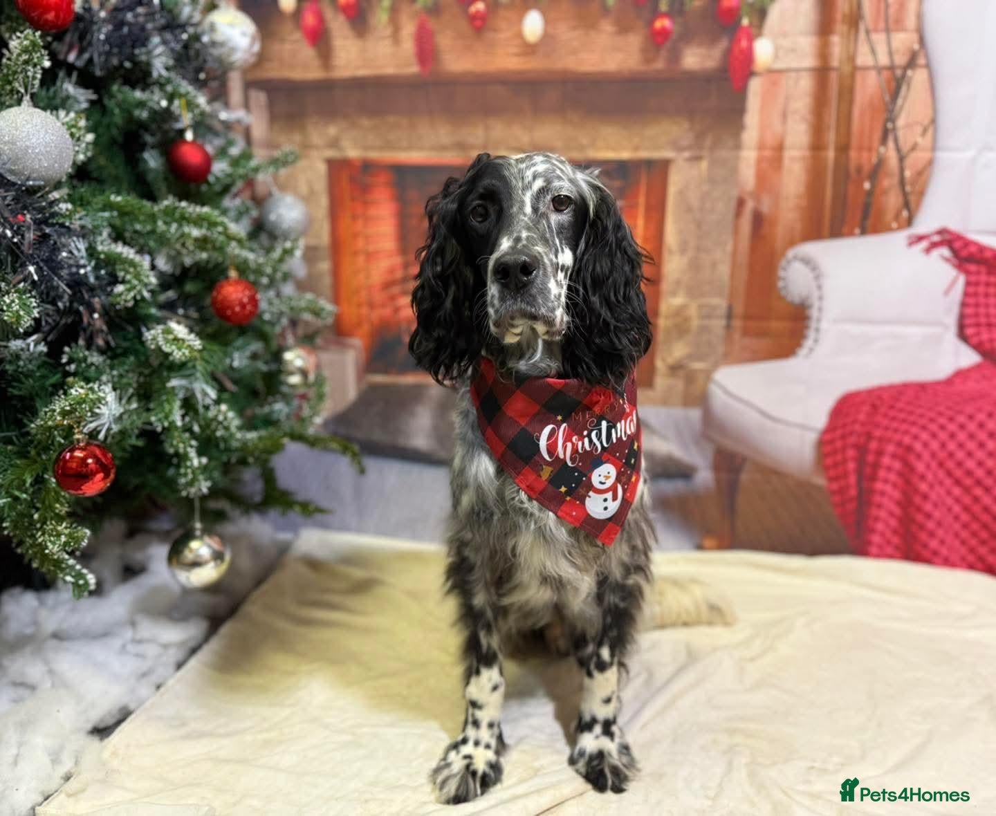 English Setter dogs MARCO - Advert 1