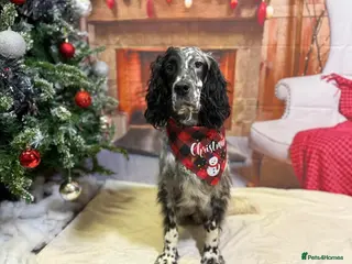 English Setter dogs MARCO - Advert 1