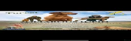 Hungarian Vizsla dogs for sale: Wire Haired Vizsla in Liss - Advert 2