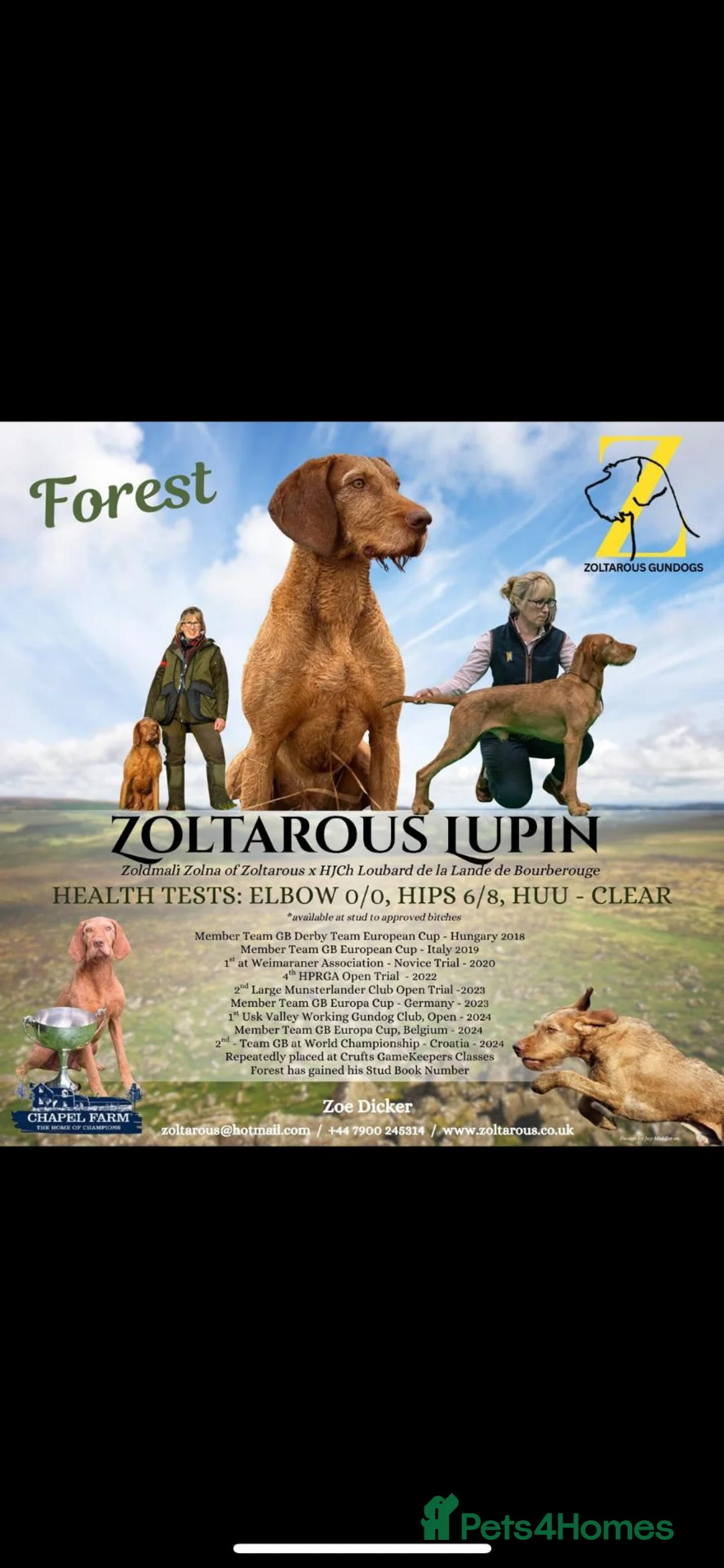 Hungarian Vizsla dogs for sale: Wire Haired Vizsla in Liss - Advert 2