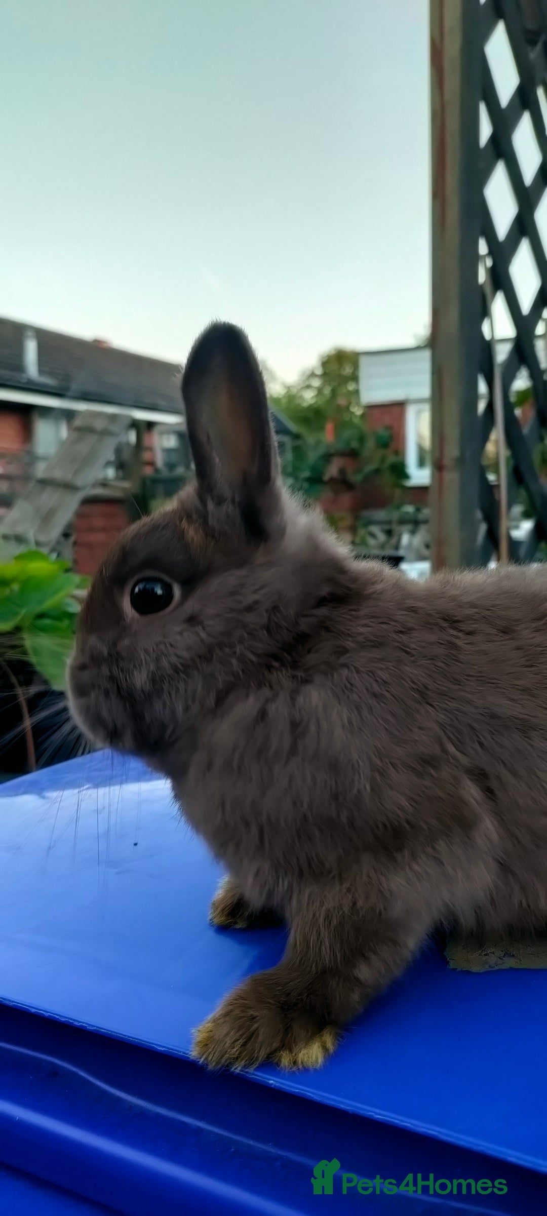 Netherland Dwarf rabbits for sale: Cute little netherland dwarf boys  - Image 18