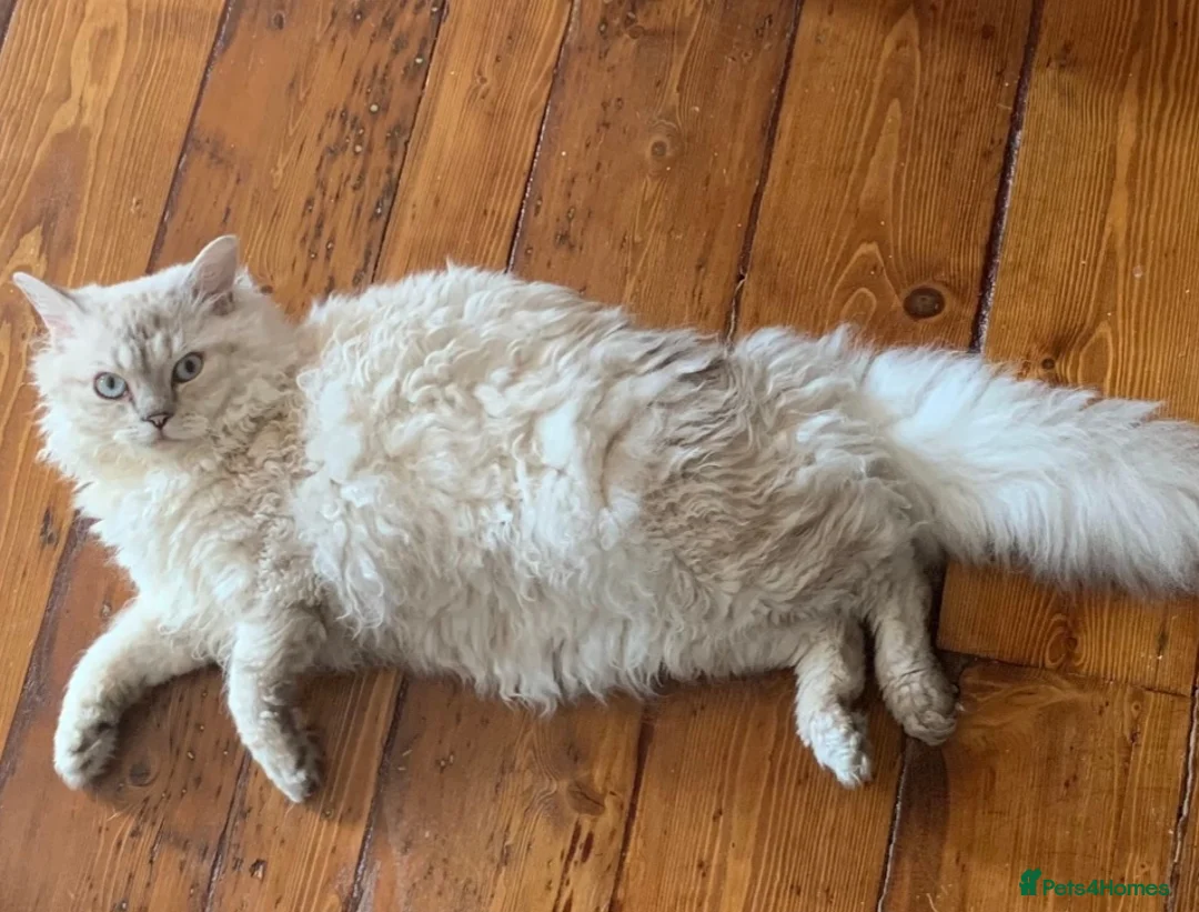 Selkirk Rex cats for stud: Handsome Selkirk  in London - Advert 2