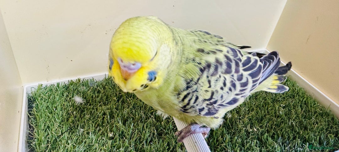 Budgerigars birds for sale: Beautiful baby budgies for sale  - Image 17