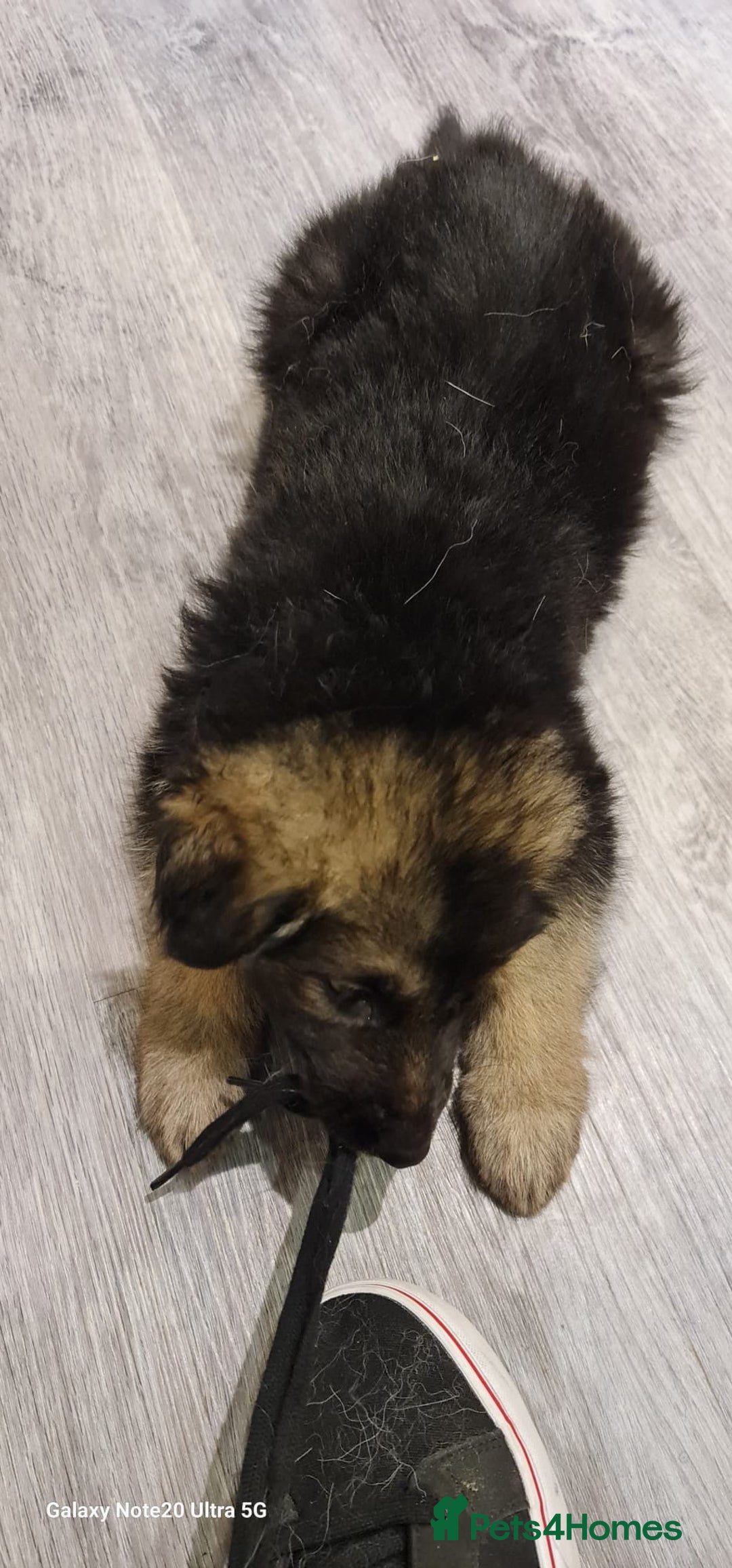 German Shepherd dogs for sale: german shepherd puppies full pedigree  - Advert 10