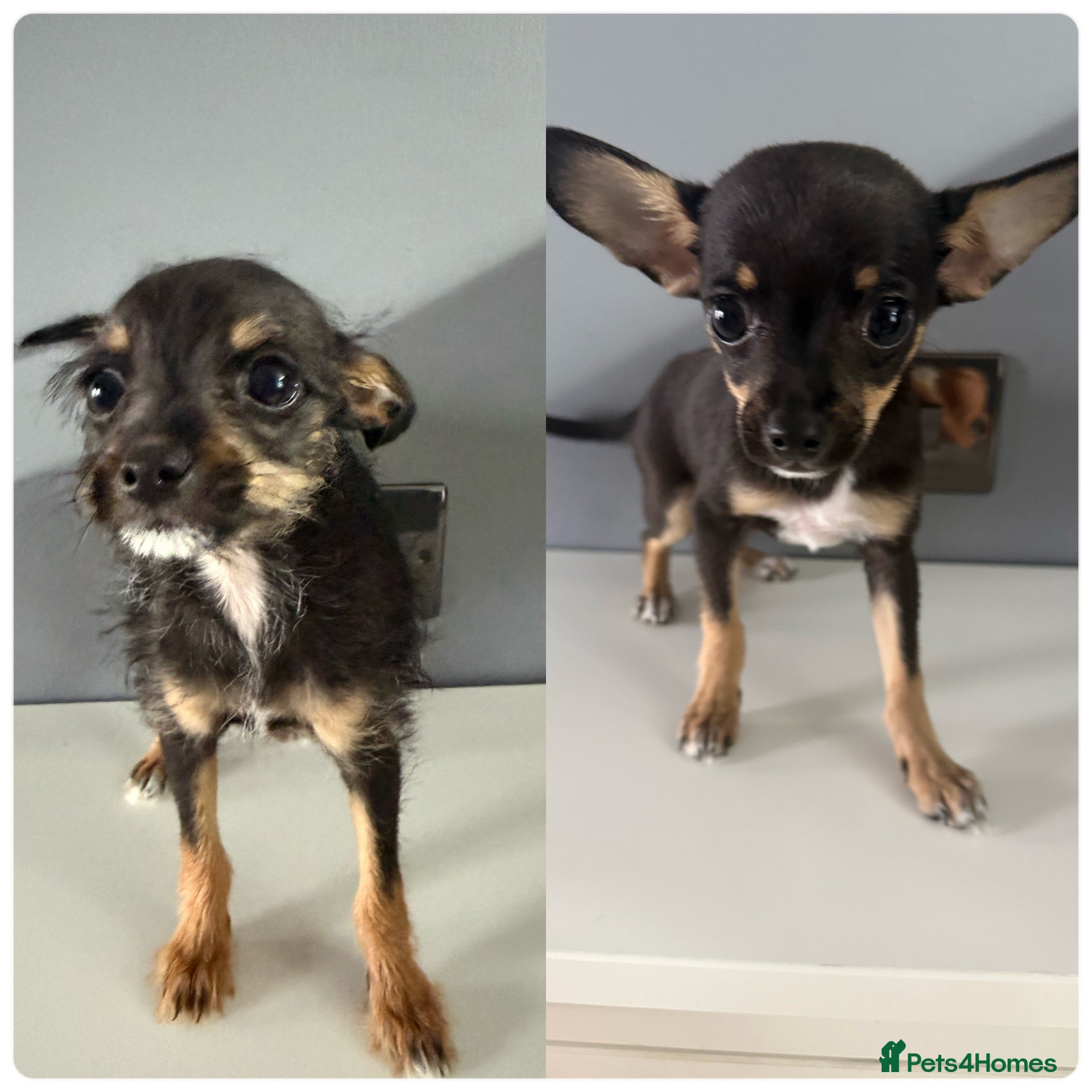 Mixed Breed dogs 💙💙❤️ CHIHUAHUA & POODLE PUPPIES  - Advert 1