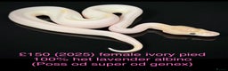 Python Snake reptiles for sale: Various royals for sale. (Reduced)  - Advert 19