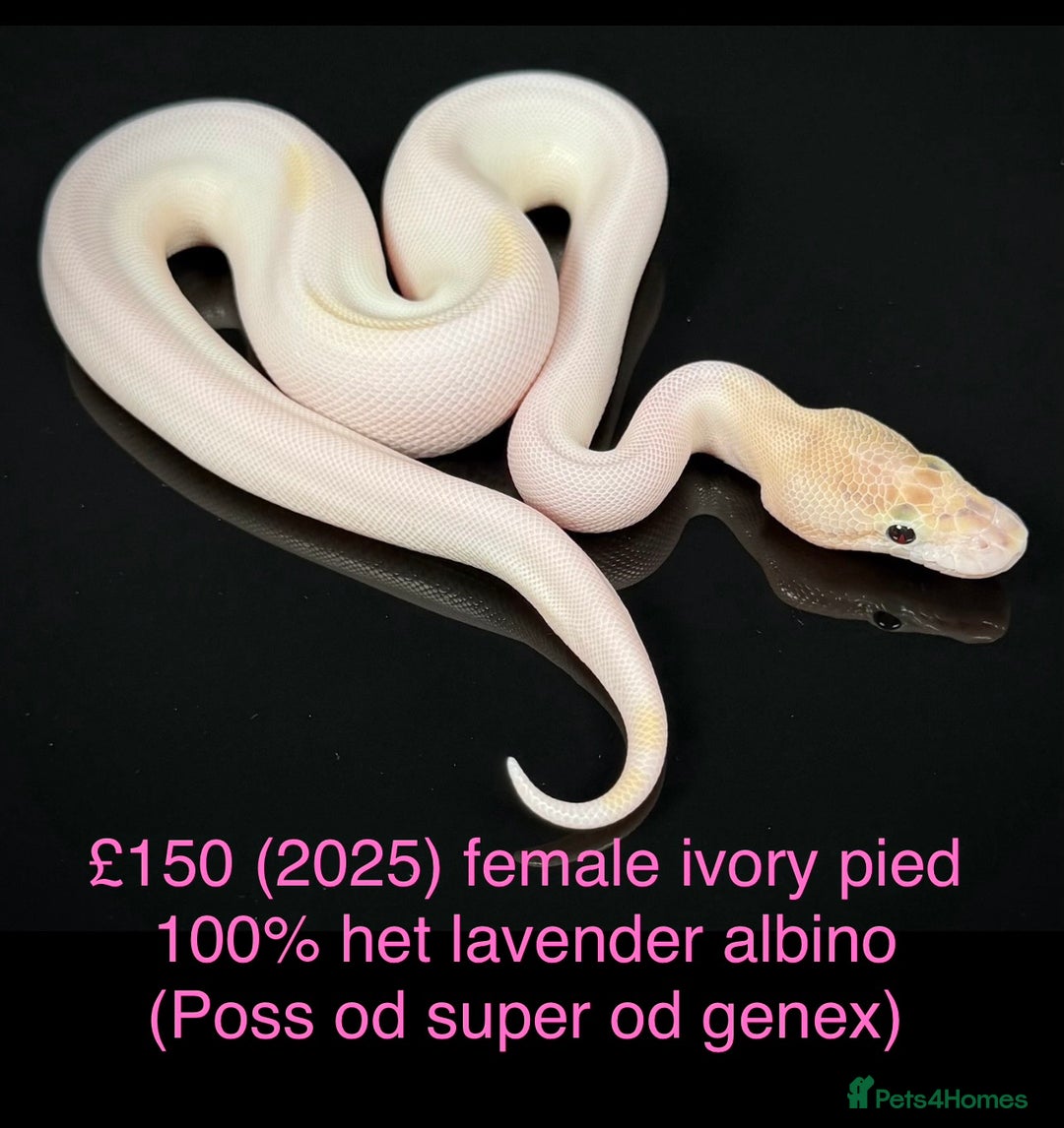 Python Snake reptiles for sale: Various royals for sale. (Reduced)  - Advert 19