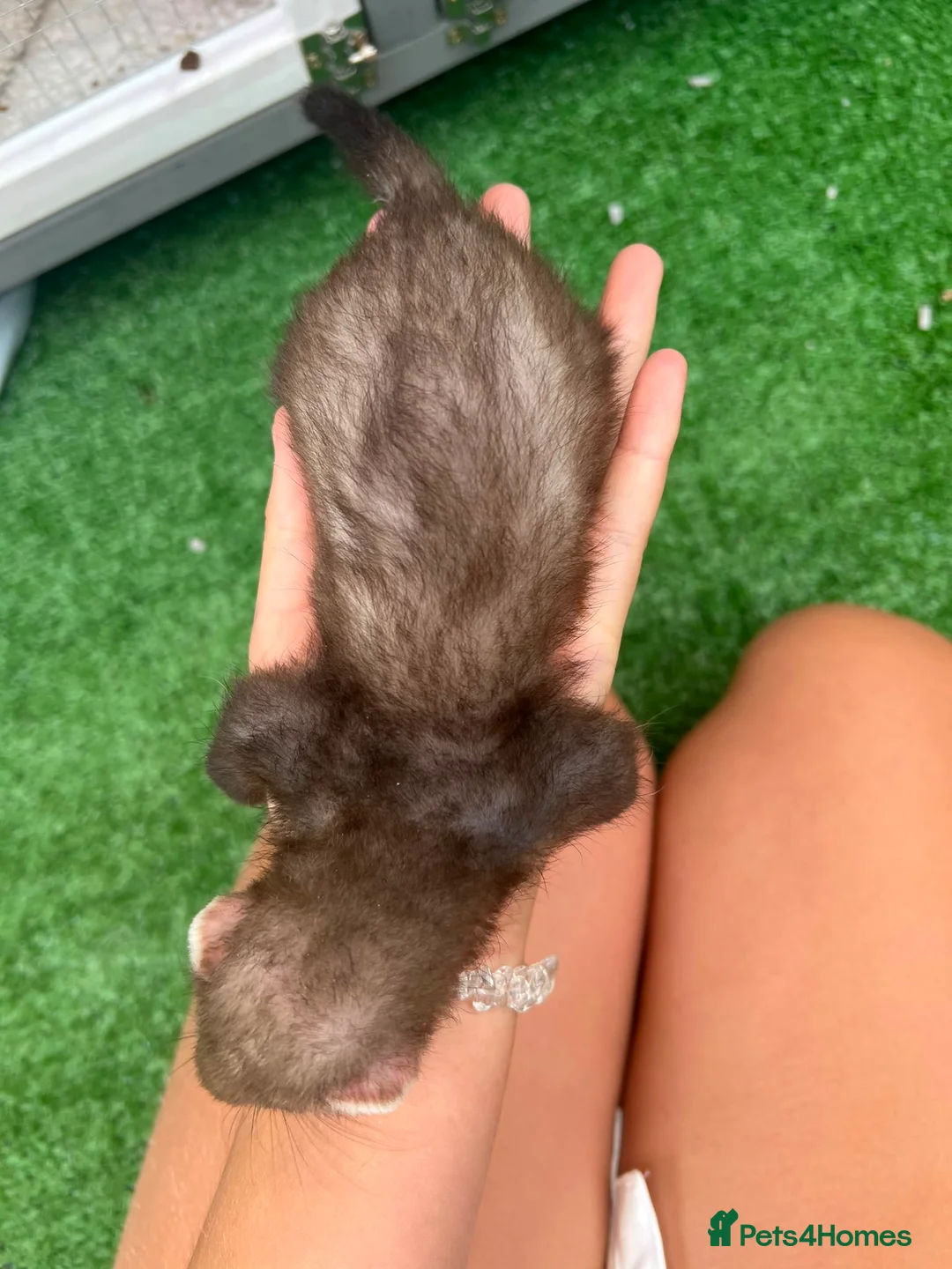 Ferret rodents for sale: 3 beautiful boys for sale  - Advert 10