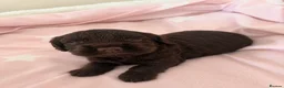 Cocker Spaniel dogs for sale: Beautiful cocker spaniel puppies 🐶 - Advert 14