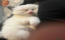 Ragdoll cats for sale: Ragdoll kittens  - Image 22