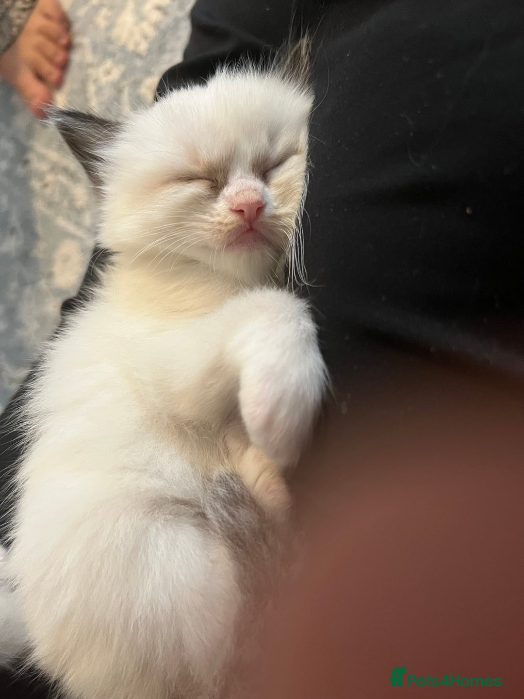 Ragdoll cats for sale: Ragdoll kittens  - Image 22