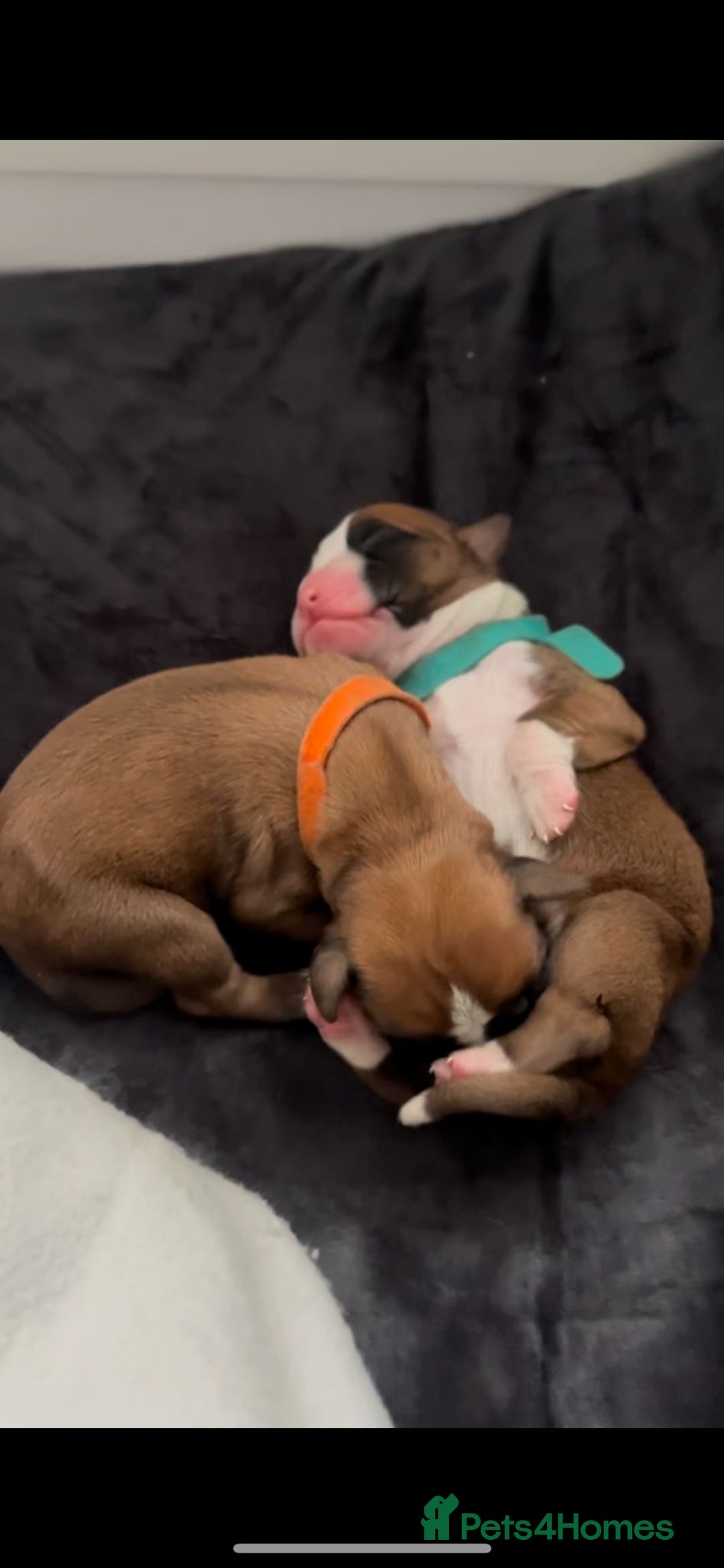 Boxer dogs for sale: Beautiful Boxer Puppies  🐾 - Image 3