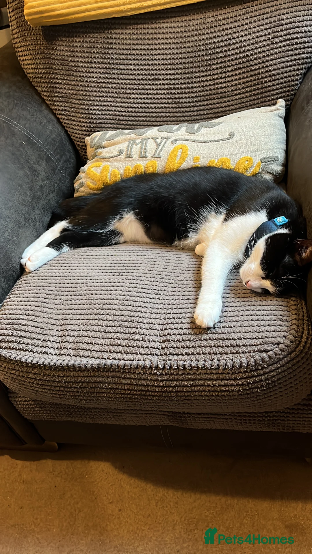 Mixed Breed cats for sale: Re-homing Mr Leo - Advert 2