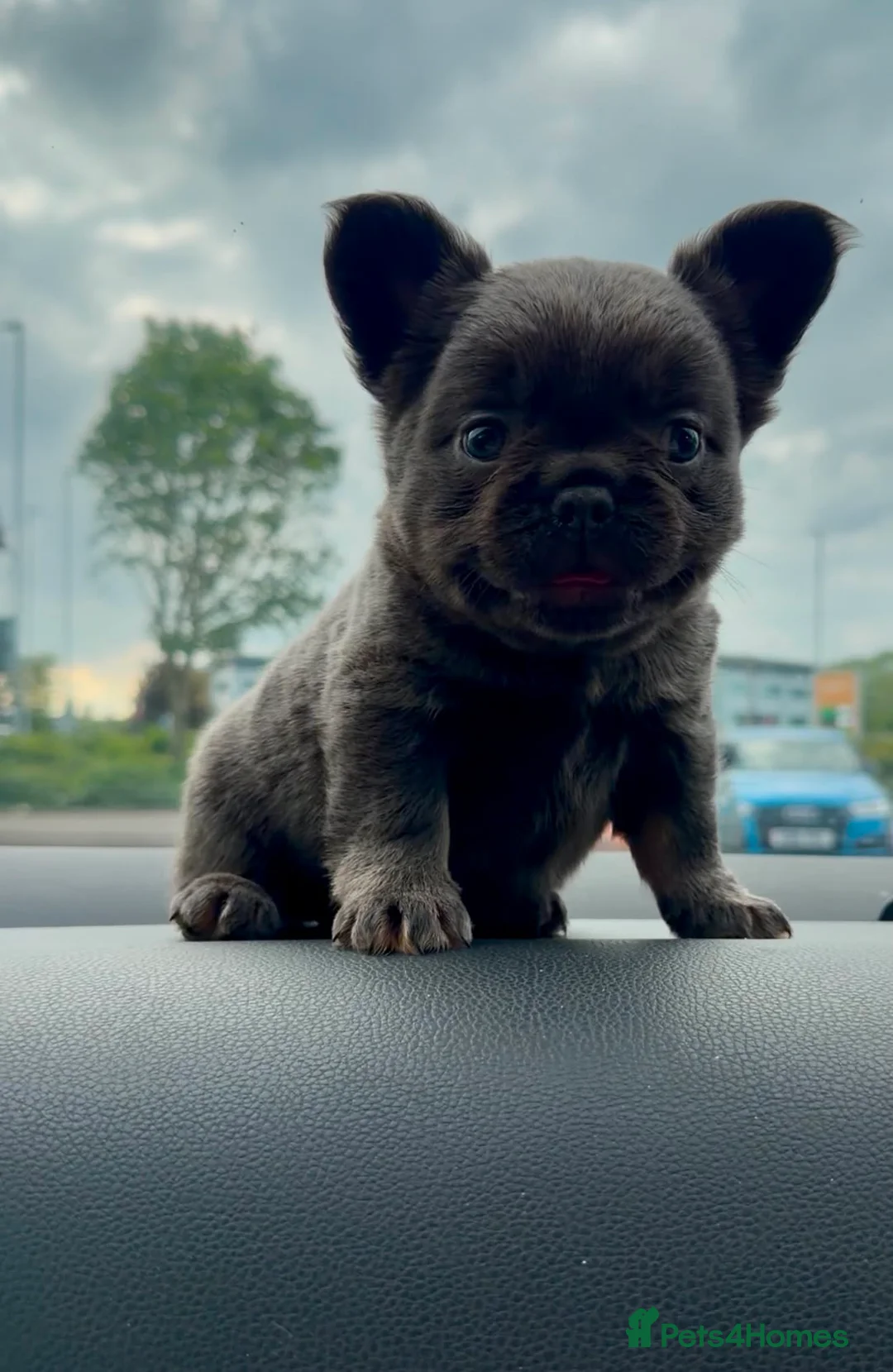 French Bulldog dogs for sale: Stunning kc registered fluffy in Leicester - Advert 1