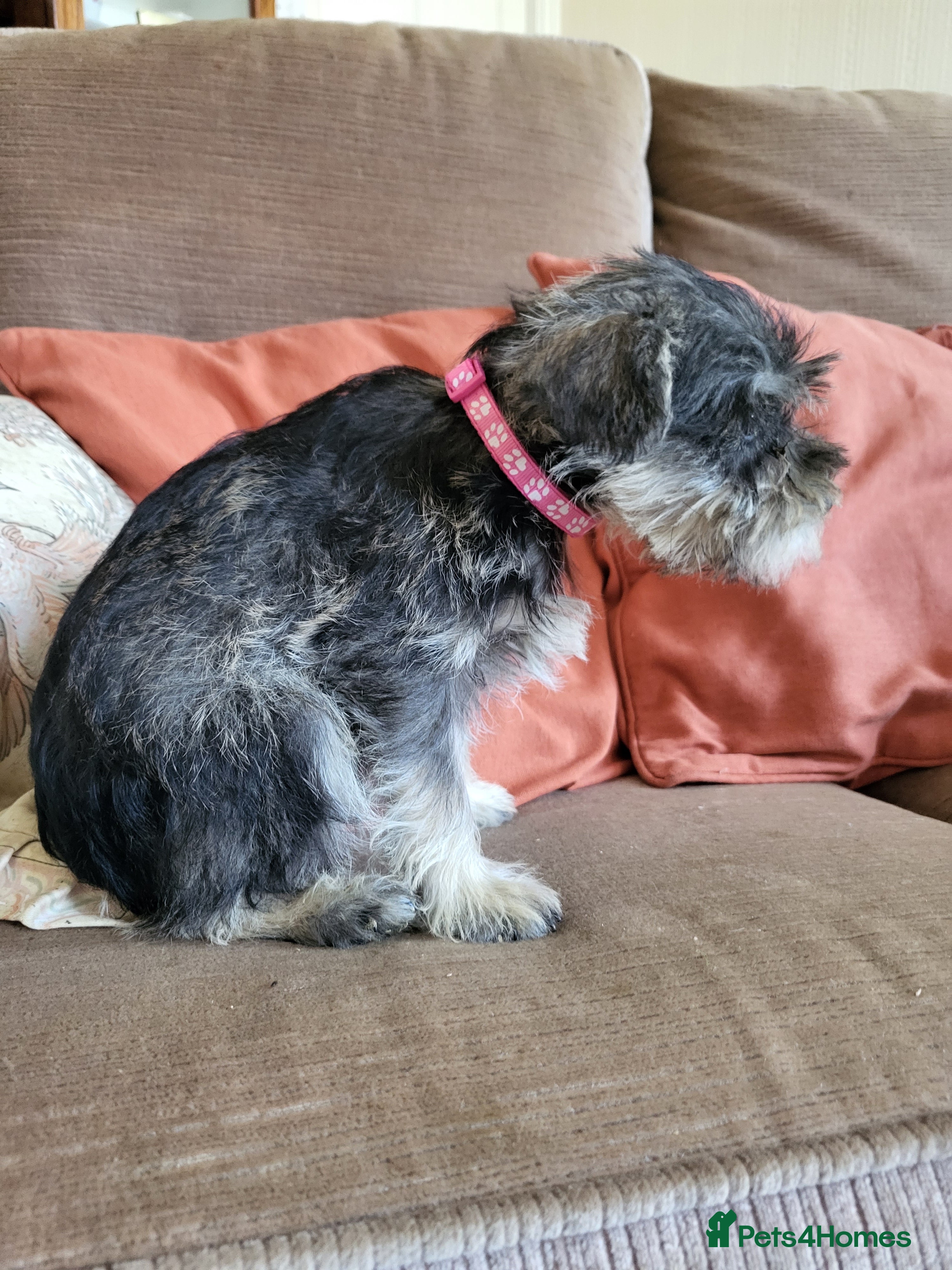 Miniature Schnauzer dogs Lovely miniature schnauzer's - Advert 2