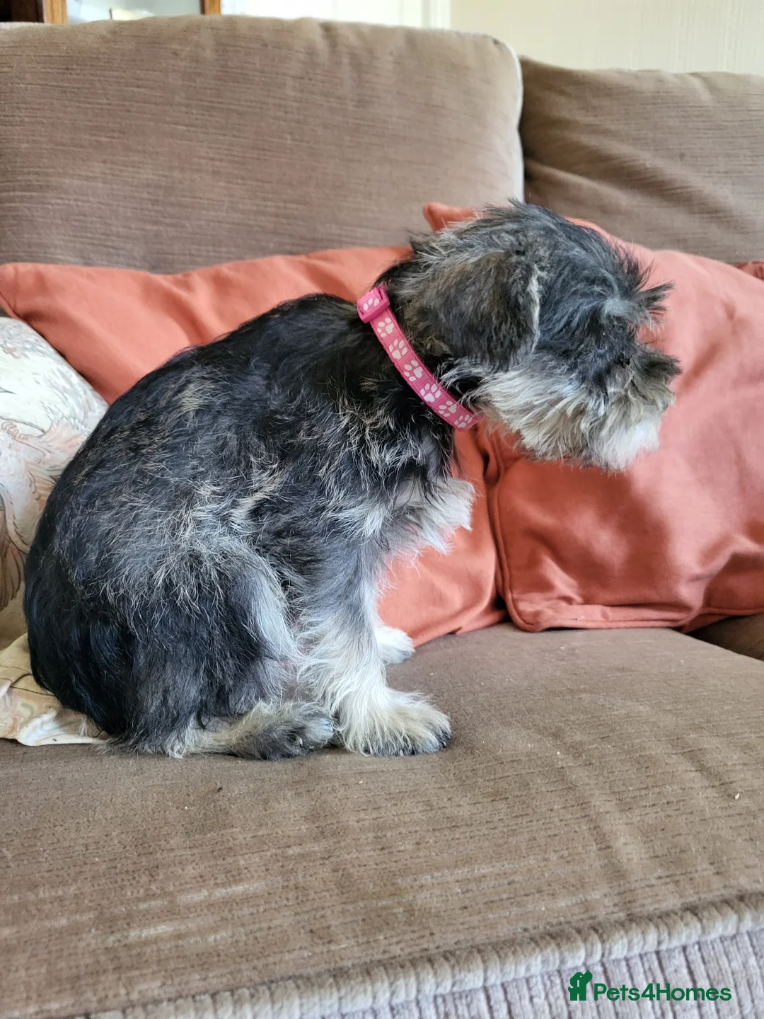 Miniature Schnauzer dogs for sale: Lovely miniature schnauzer's - Advert 2