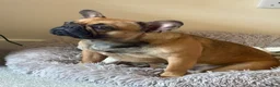 French Bulldog dogs for sale: 3 year old female frenchie  - Advert 6