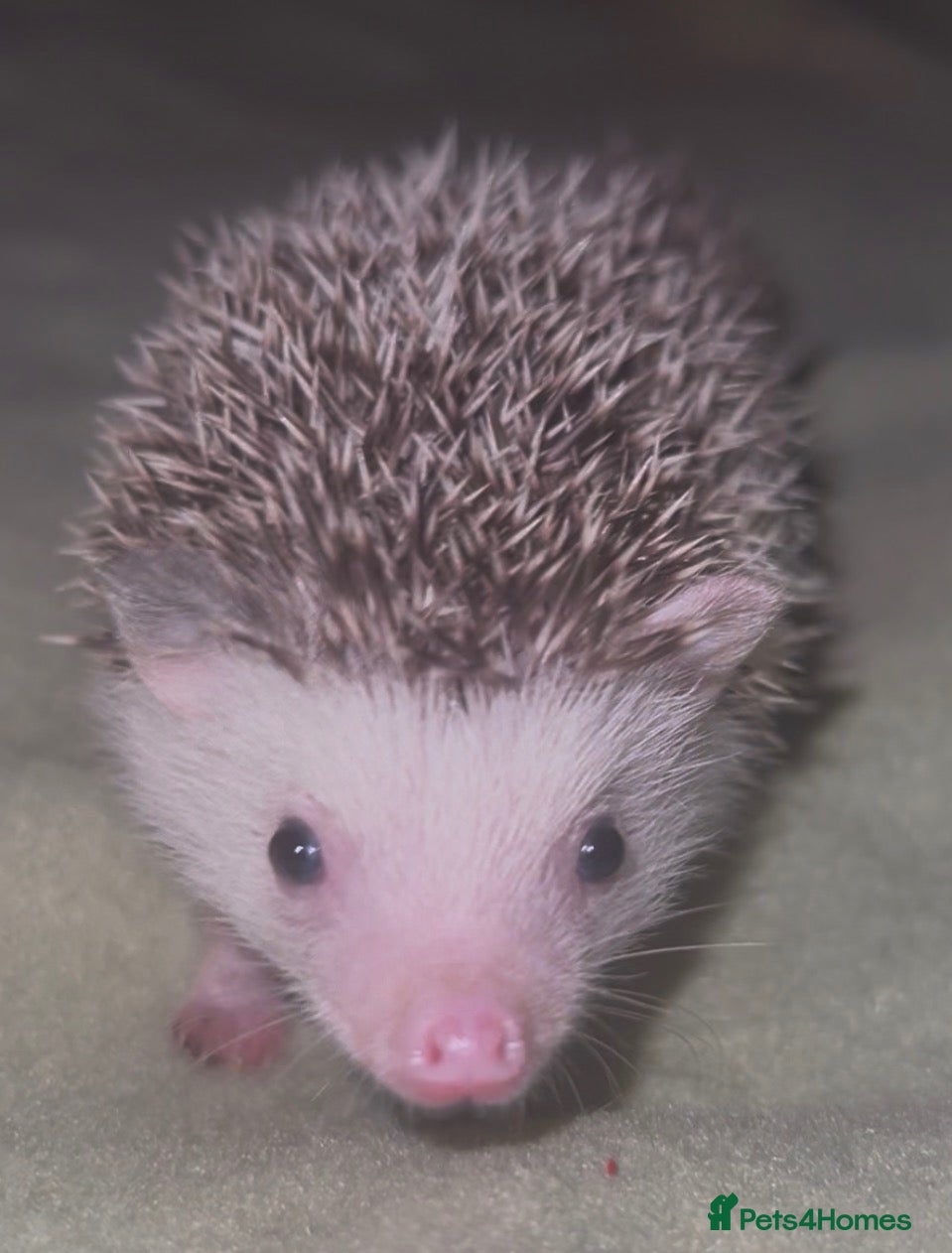 Pygmy Hedgehog rodents for sale: African Pygmy hedgehog hoglets  - Advert 18