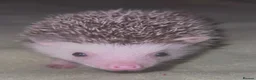 Pygmy Hedgehog rodents for sale: African Pygmy hedgehog hoglets  - Advert 5