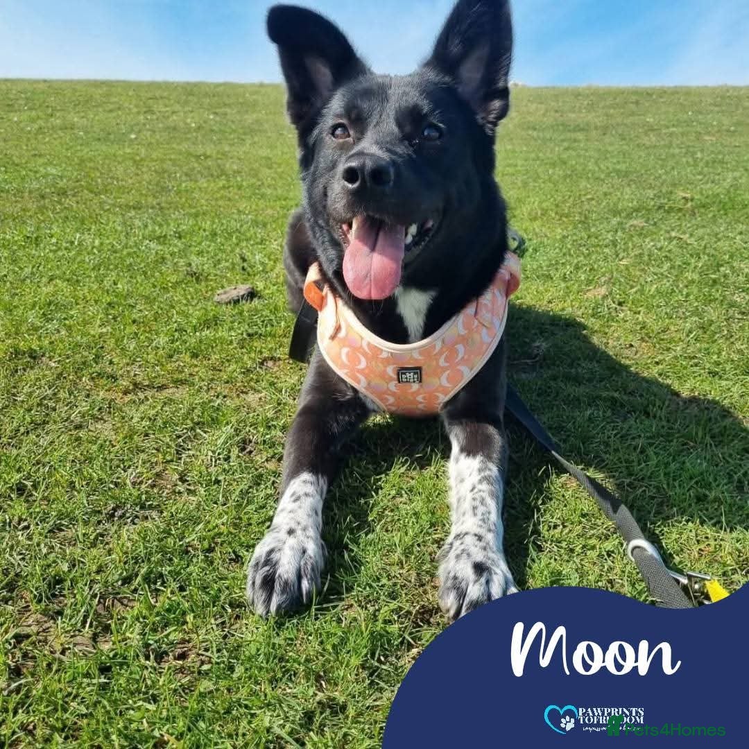 Mixed Breed dogs Meet Moon, currently residing in West Sussex - Advert 2