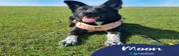 Mixed Breed dogs for adoption: Meet Moon, currently residing in West Sussex in Eastbourne - Advert 1