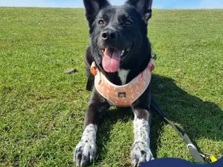 Mixed Breed dogs Meet Moon, currently residing in West Sussex - Advert 2