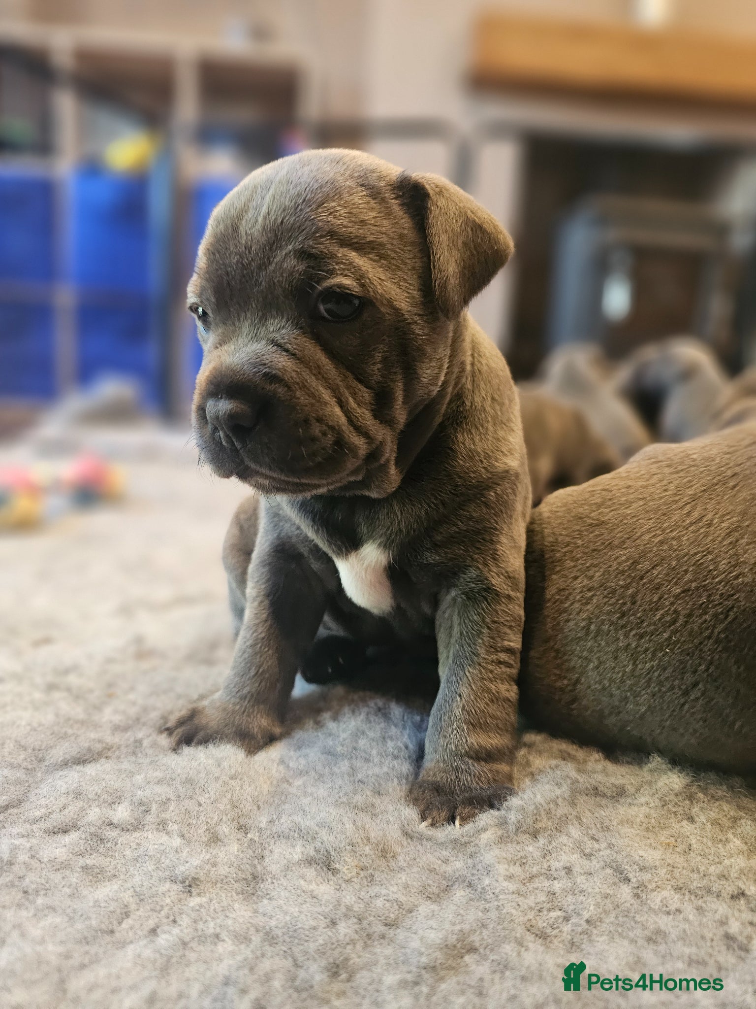 Staffordshire Bull Terrier dogs 💙Blue Staff Pups, KC Reg, 1 boy & 1 girl left💙🐾 - Advert 1