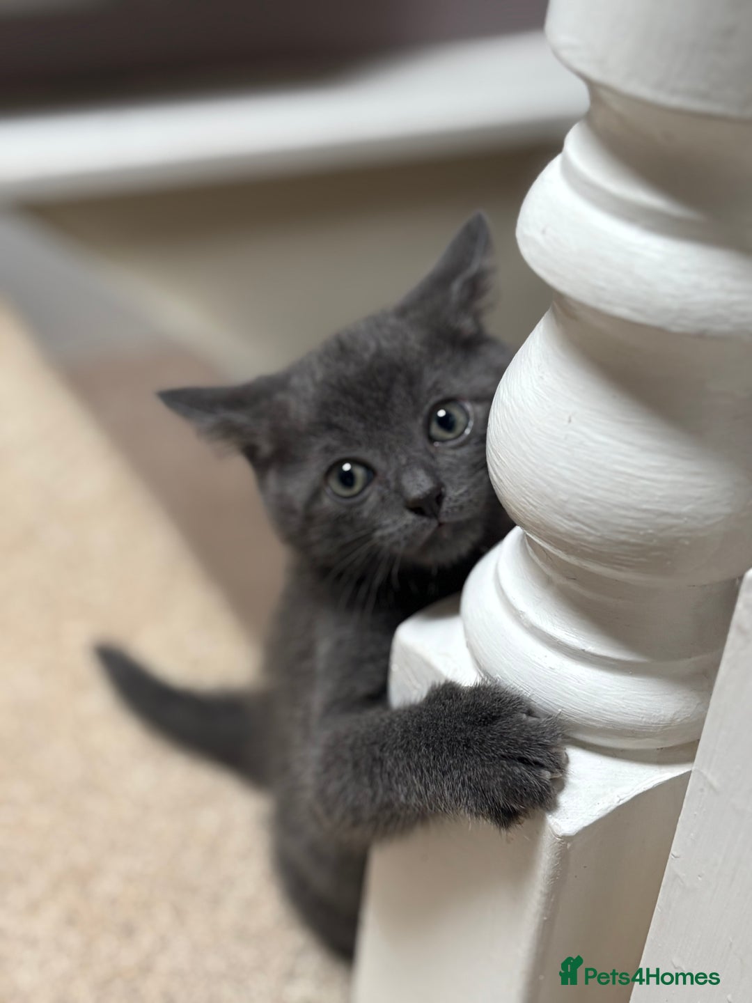 British Shorthair cats for sale: Blue British Short Hair Mix - Image 3