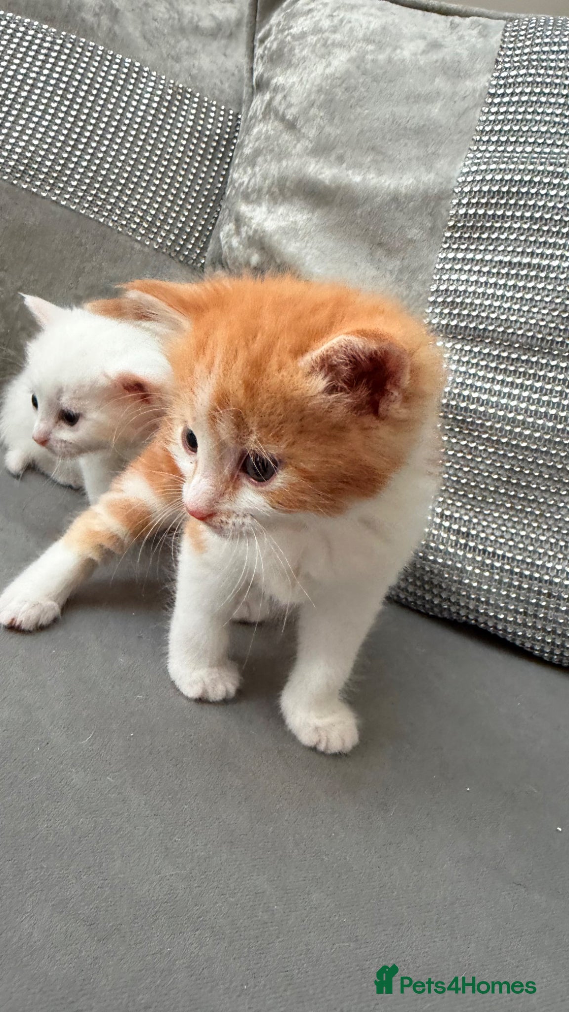 Mixed Breed cats for sale: Stunning and very playfull kittens - Advert 8