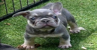 French Bulldog dogs - Advert 7