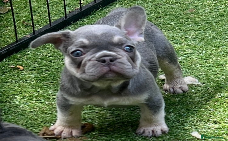 French Bulldog dogs - Advert 1