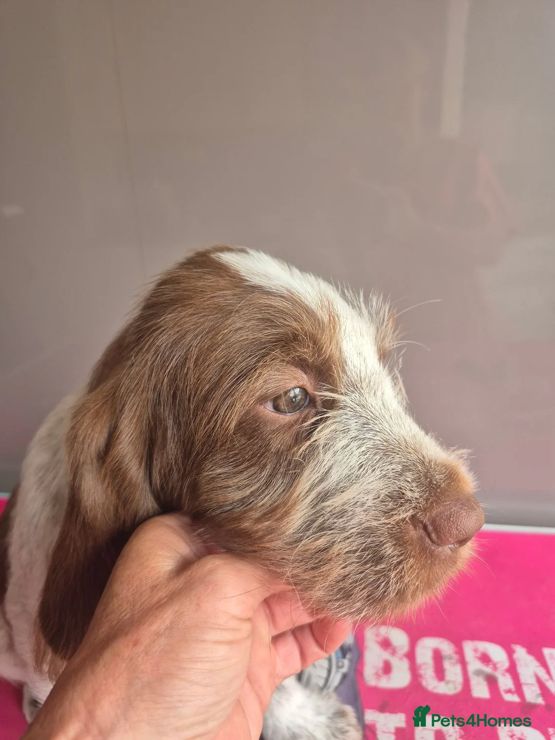 Italian Spinone dogs for sale: Brown Roan female Italian Spinone   - Advert 4