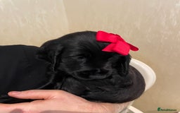 Cocker Spaniel dogs for sale:  Cocker spaniel puppies  - Advert 19