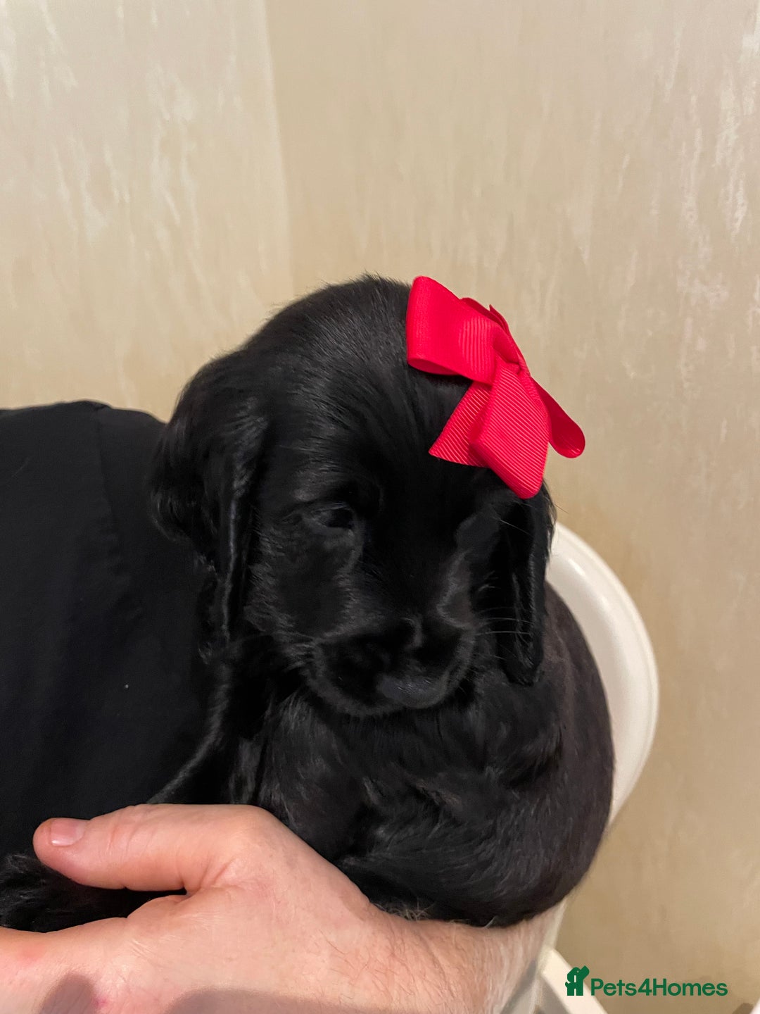 Cocker Spaniel dogs for sale:  Cocker spaniel puppies  - Advert 19