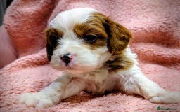 Cavapoo dogs for sale: Amazing quality cavapo litter  - Advert 9