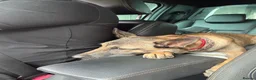 Belgian Shepherd Dog dogs for sale: Female Belgian shepherd  in Leeds - Advert 7