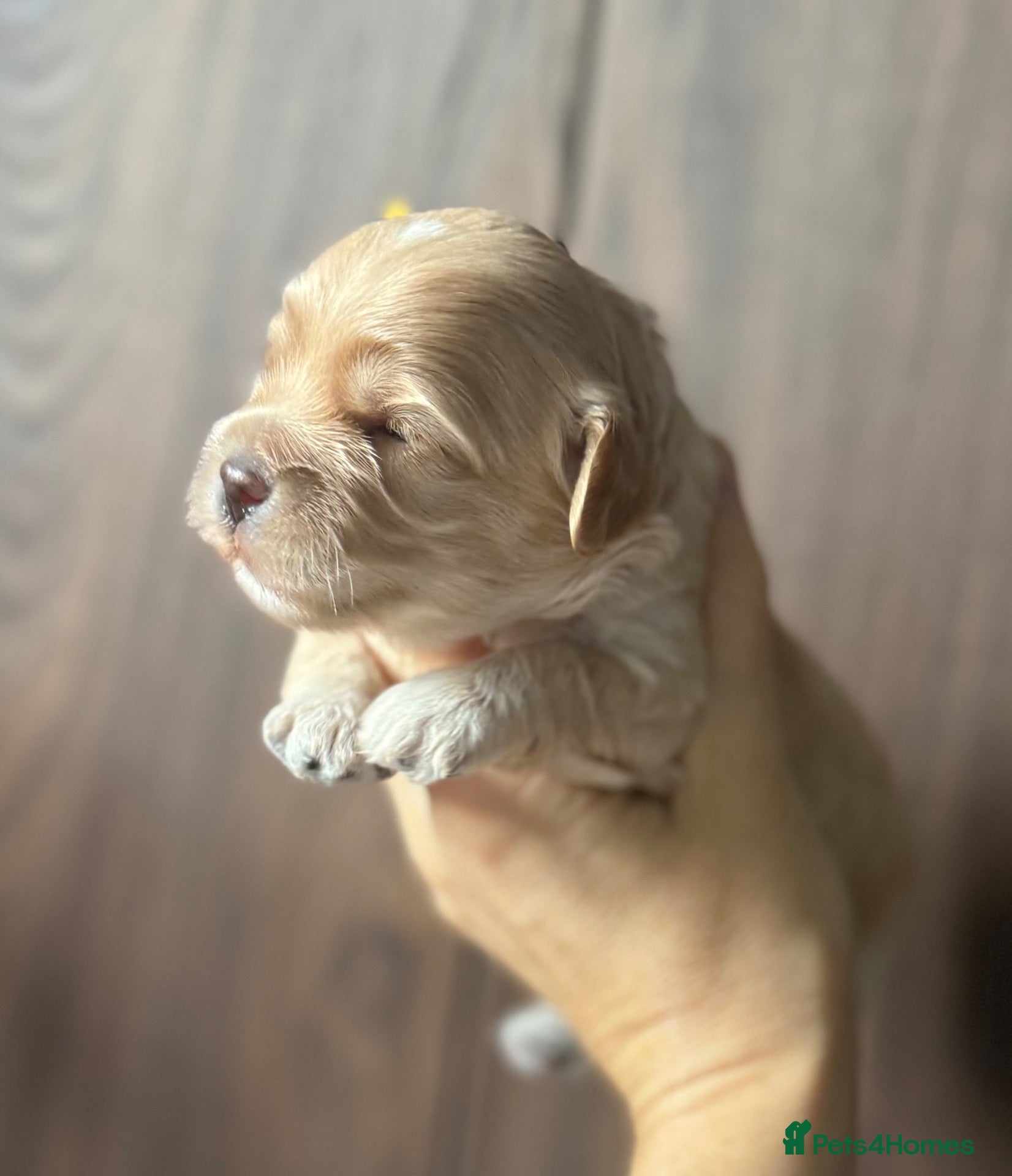 Maltipoo dogs for sale: Beautiful maltipoo puppies F1 - Advert 2